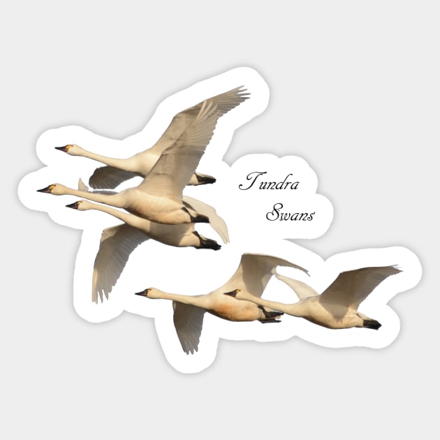 Tundra Swans Sticker by Whisperingpeaks